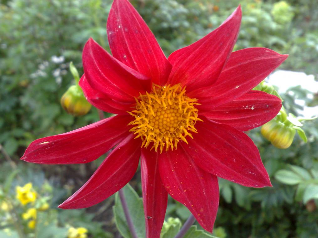 fiori al monastero in Romania.