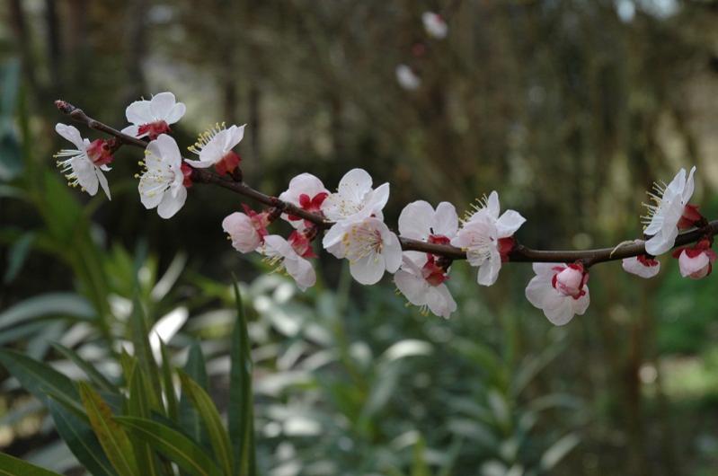 Fiori di Albicocco