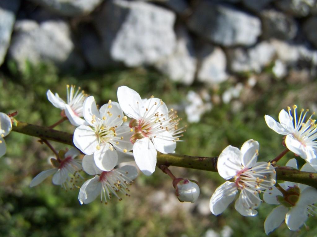 fiori di brunella