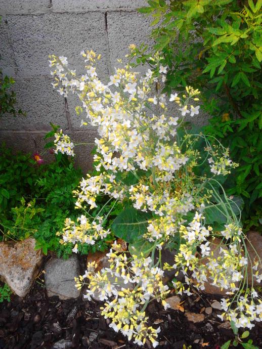 fiori di cavolfiore.