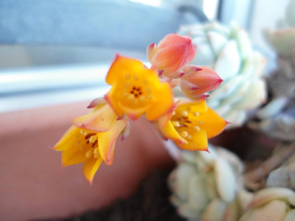 Fiori di Echeveria (credo)