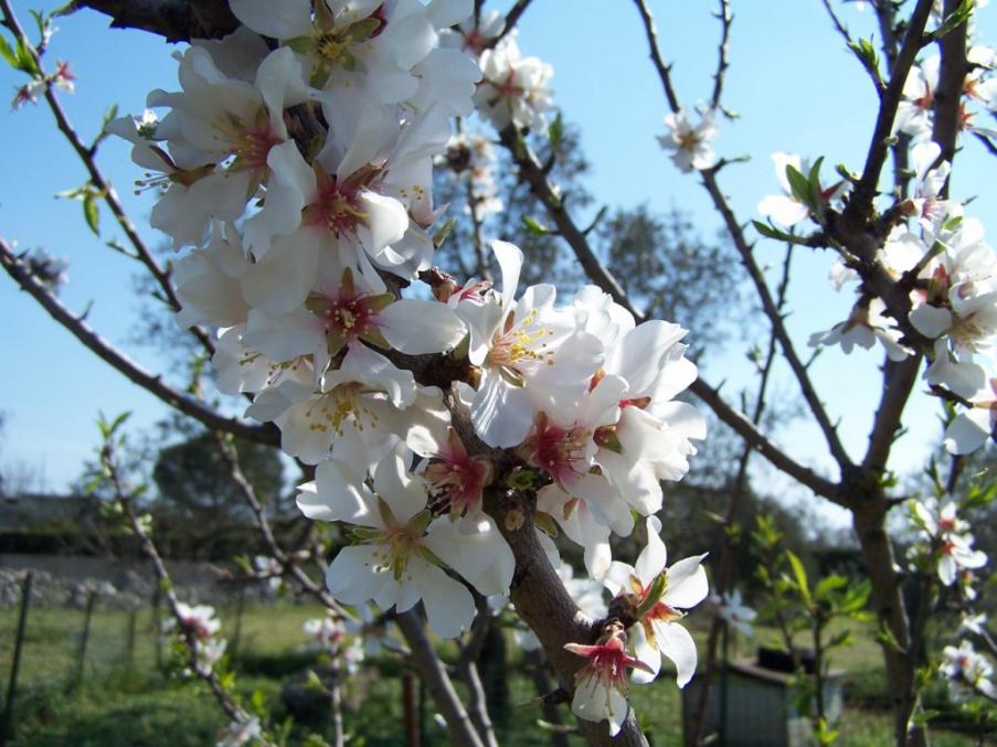 fiori di mandorle