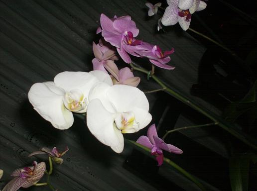 fiori di phalenopsis