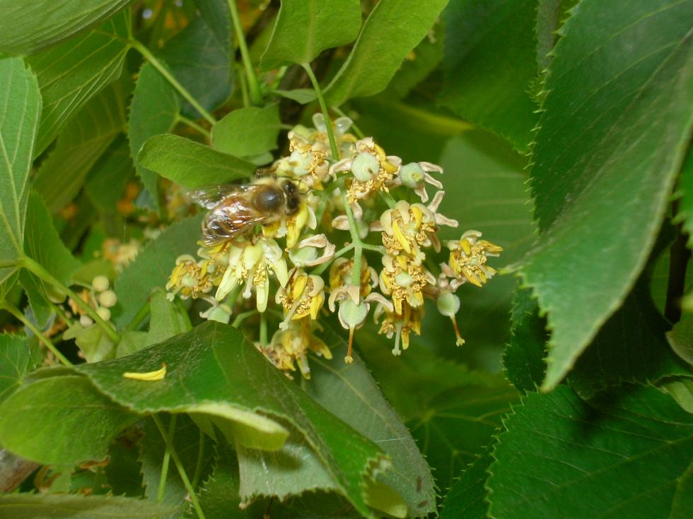 fiori di tiglio:TIGLIO 
Nome botanico latino. Tilia platyphylla Scopoli.
Famiglia botanica. Tiliacee.
Significato del nome. Dal latino: tilia = amp