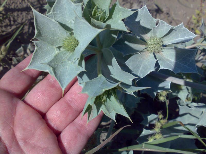 fiori eryngium