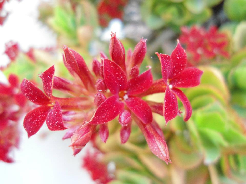 Fiori rossi di Kalanchoe