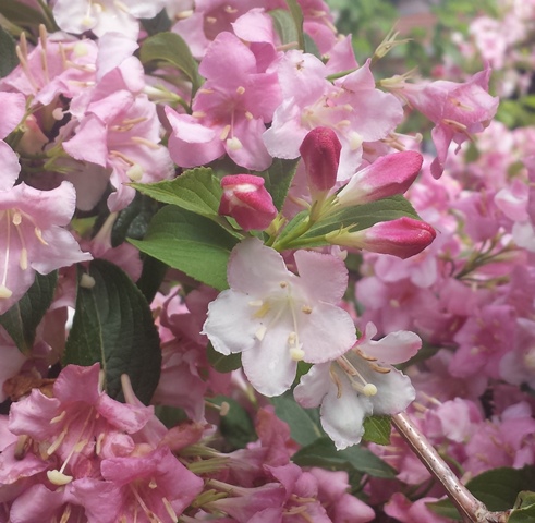 Fiori Weigelia florida