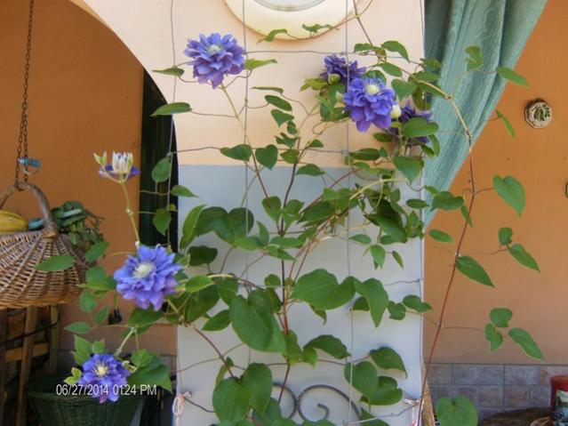 Fioritura Clematis Kiri Te Kanawa 2014