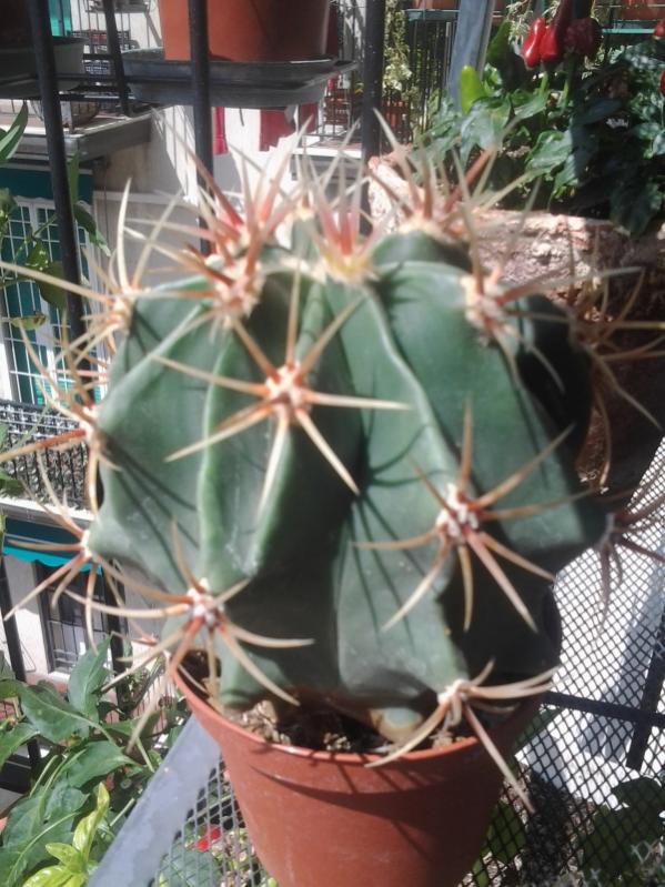 florcactus2