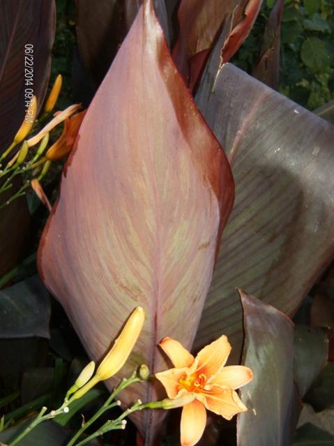 Foglia Canna indica Wyoming