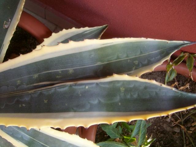 foglia d'agave doppia