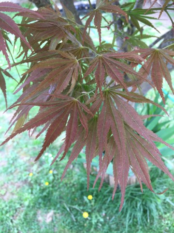 Foglie acero palmato