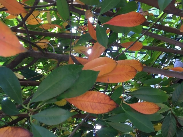 FOGLIE PHOTINIA CADONO