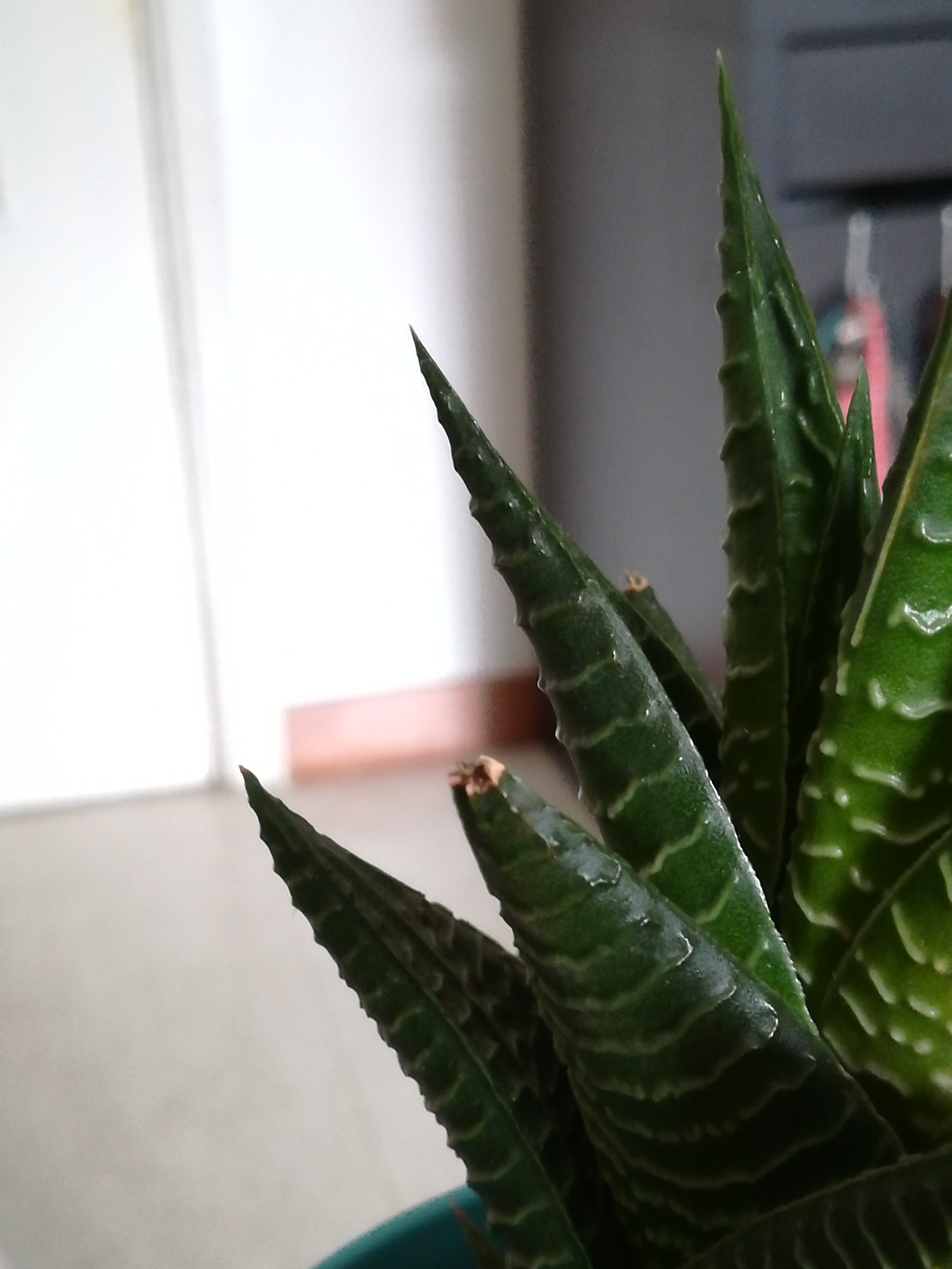 Foglie secche haworthia aiuto!
