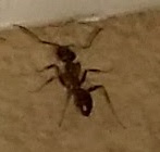 Formica 2