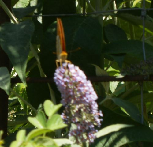Forse Argynnis paphia