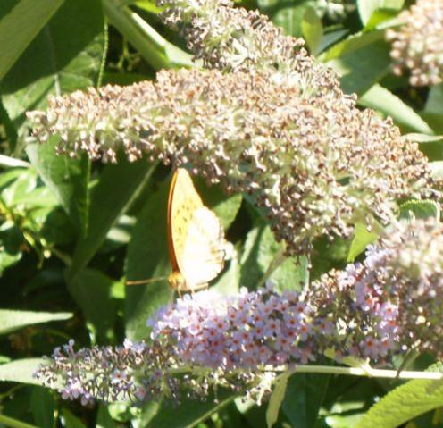 Forse Argynnis paphia