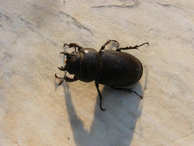 forse dorcus parallelepipedus maschio