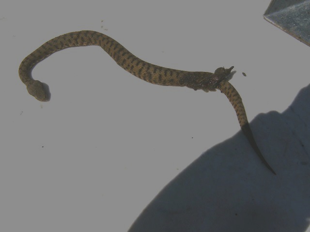 Forse Vipera aspis (Comunque vipera!!!)