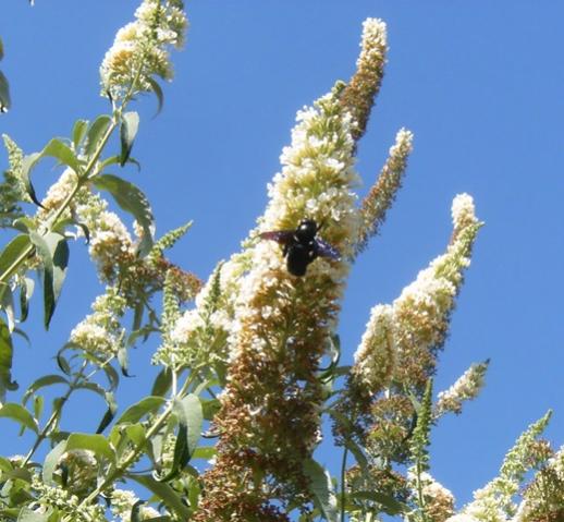 Forse Xilocopa violacea o valga