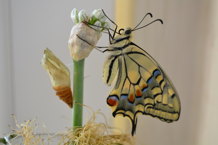Fortunata, che bella farfalla!