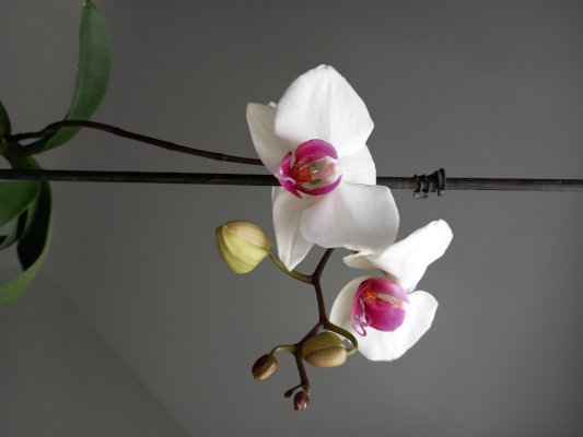 Forum_01_Phal.jpg