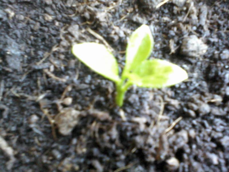 Foto 0096