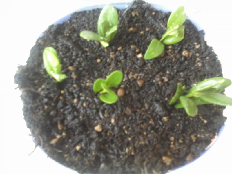 Foto 0117