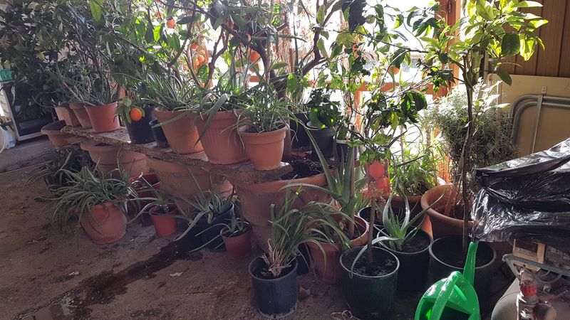 Foto Aloe1_risultato