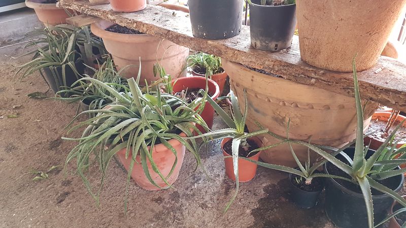Foto Aloe2_risultato