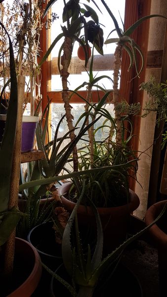 Foto Aloe4_risultato