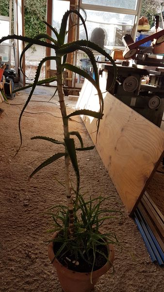 Foto Aloe5_risultato