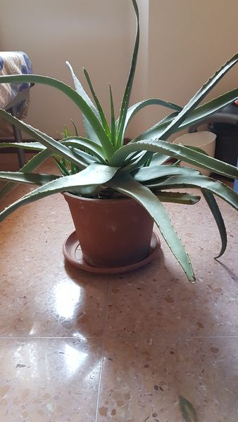 Foto Aloe6_risultato