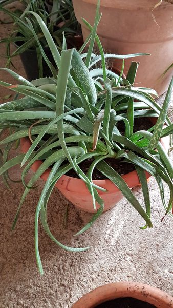 Foto Aloe7_risultato