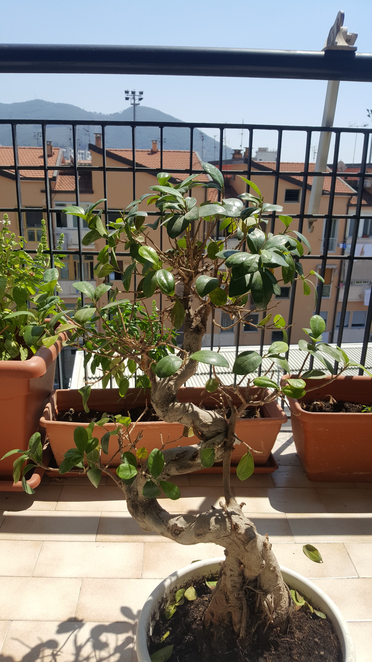 Foto Bonsai 1