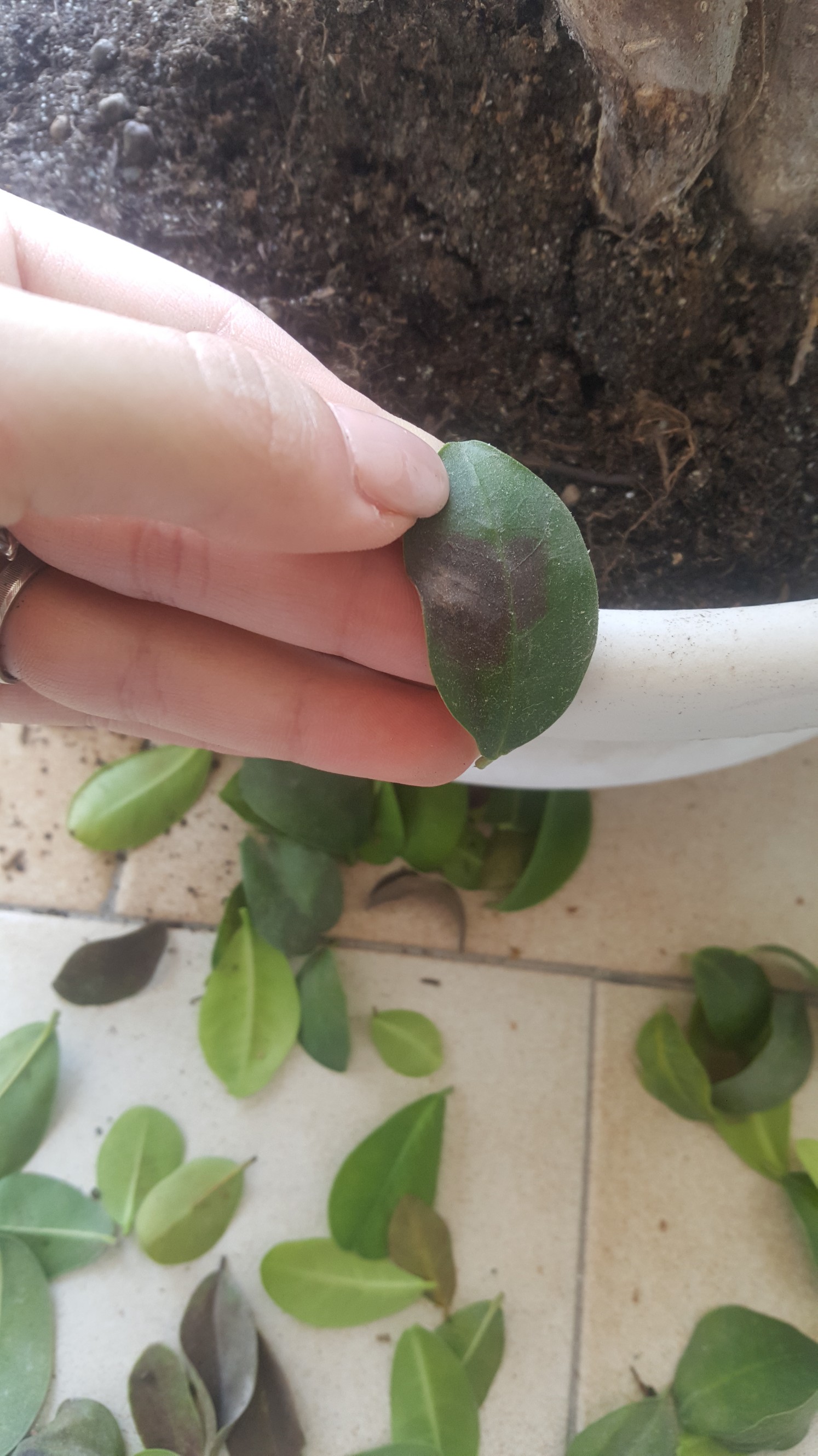 Foto Bonsai 3