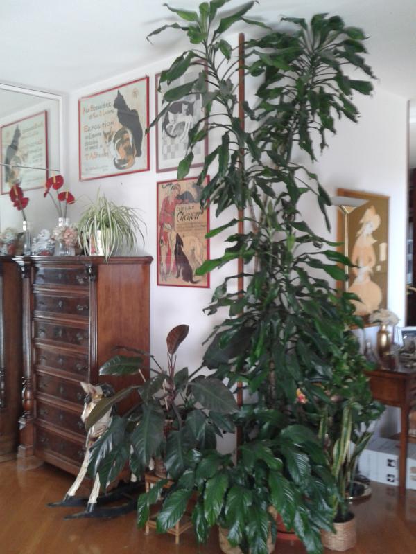 Foto cellulare 163