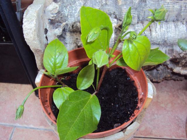 foto ezzi 001