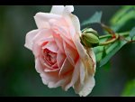 foto fiori cristina leali 41x