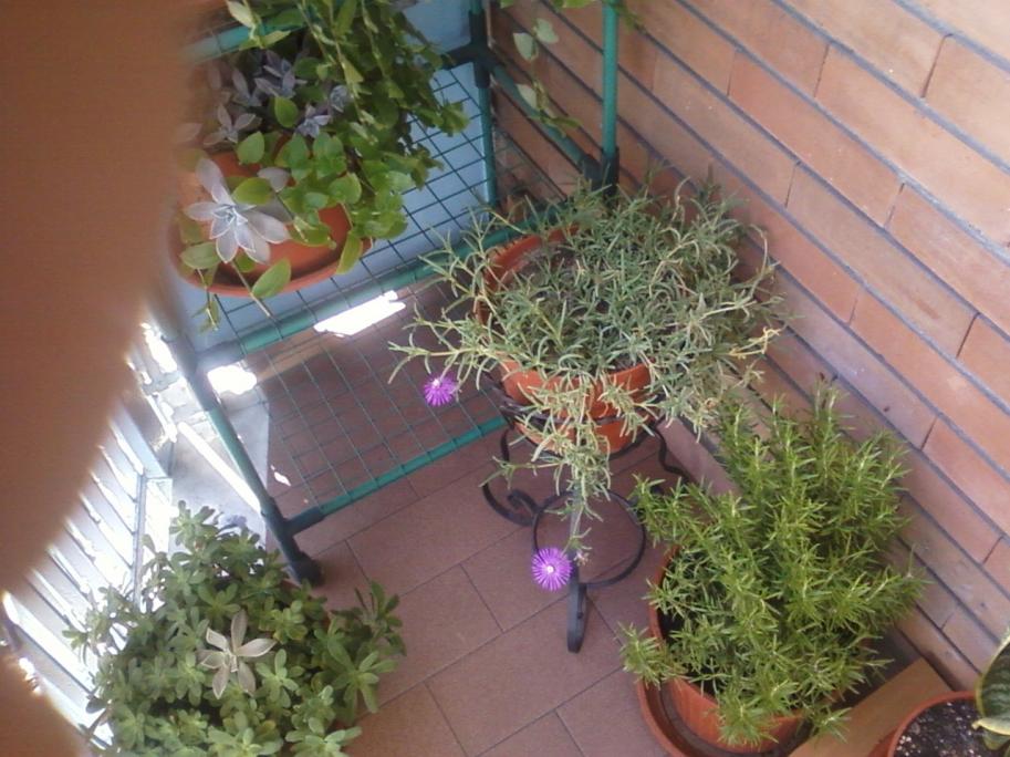 Foto0014http://forum.giardinaggio.it/album.php?albumid=2418&attachmentid=46733