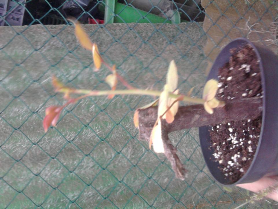 Foto0050 (2)