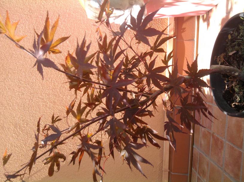 Foto0060