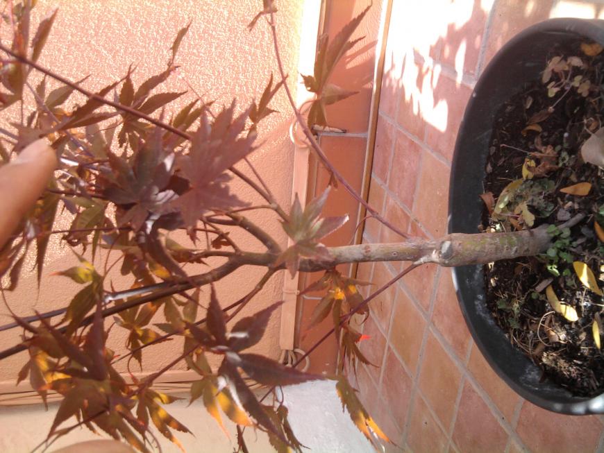 Foto0062