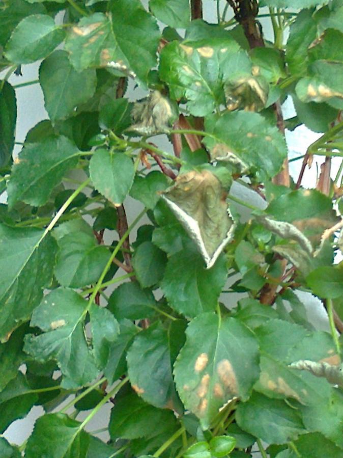 Foto0063