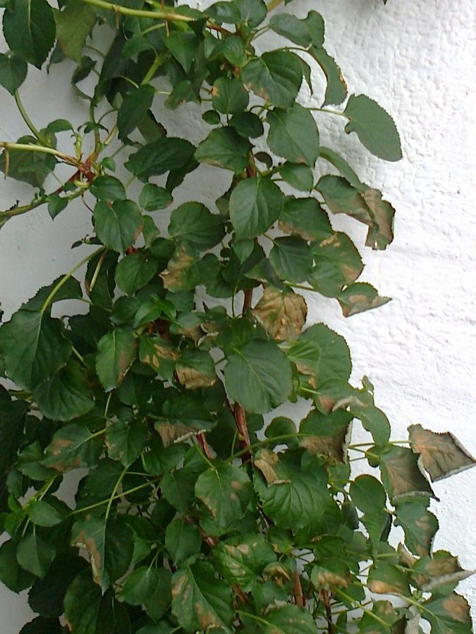 Foto0067