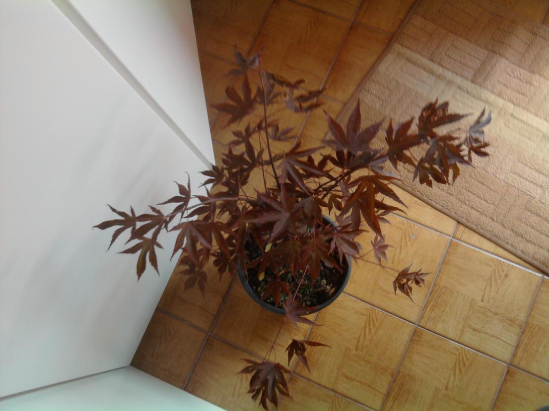 Foto0081