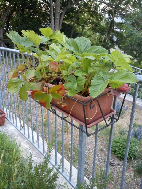 Fragole da balcone