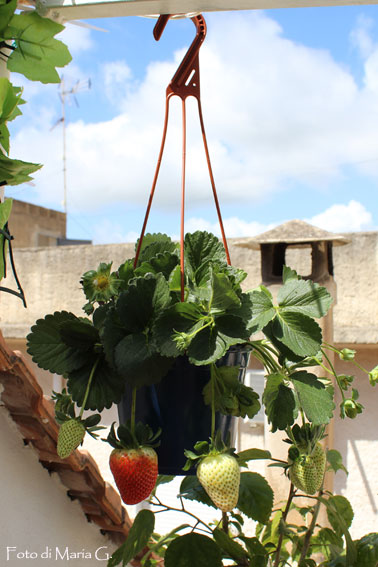 fragole XL