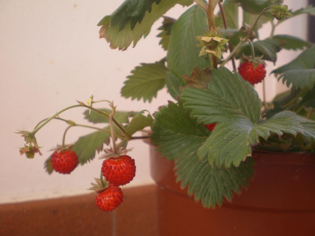 Fragole