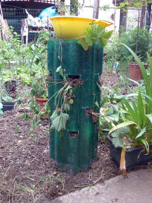 Fragoliera prima versione